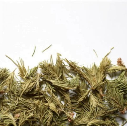 Sapin baumier (pousse)