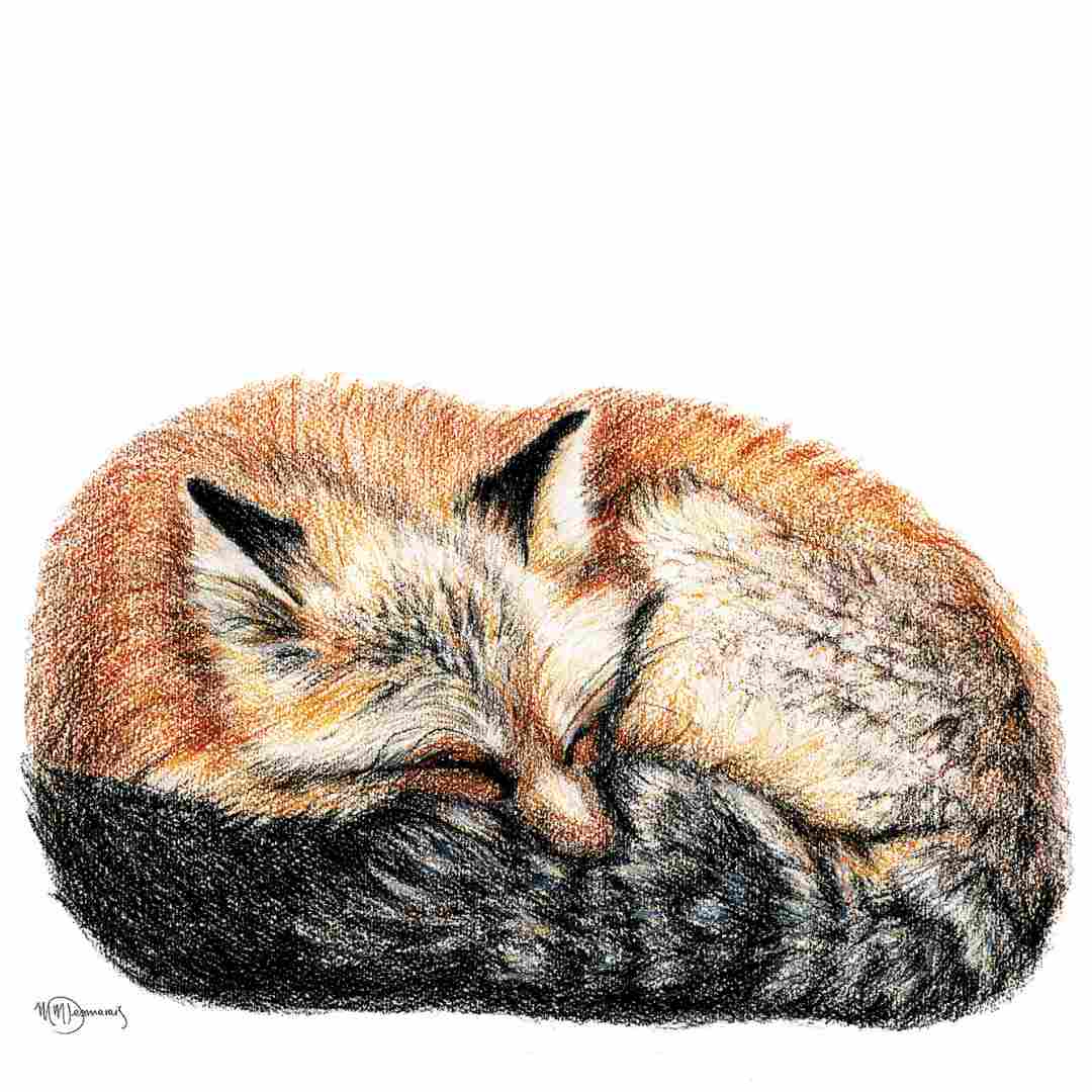 Carte renard couché